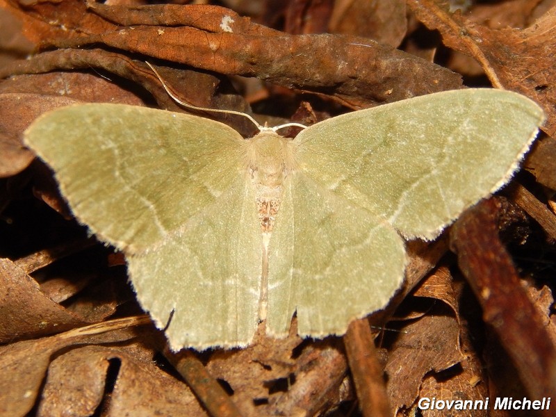 Hemithea aestivaria ?